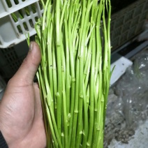 芦蒿精品芦蒿全嫩精品芦蒿25～35cm箱装袋装质量全包