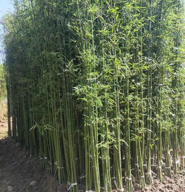 钢竹产地直发绿化工程