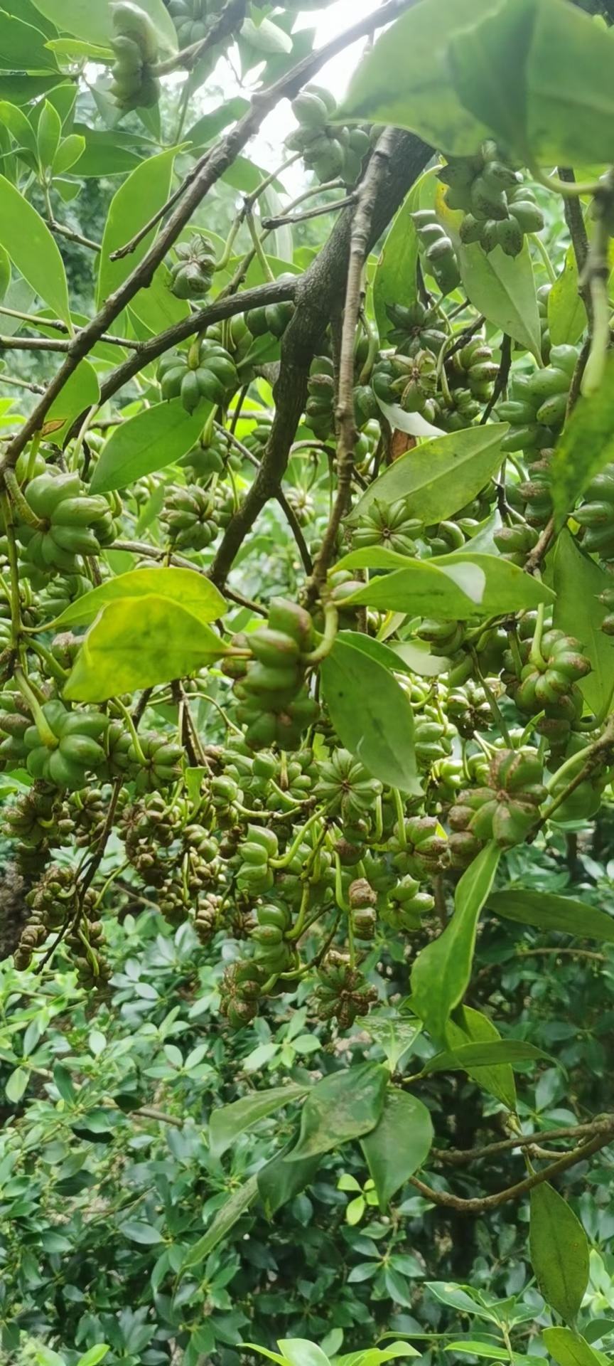 八角树 大料优良品种实生苗,(送生根粉)精选矮化嫁接杯苗