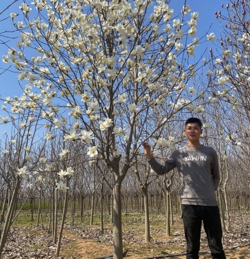 黄玉兰苗 红玉兰苗 紫玉兰苗 白玉兰苗可视频包邮