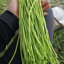 黎蒿芦蒿批发配送