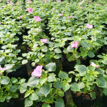 大量泥碳土时花现货供应