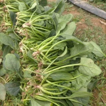菠菜，山东菠菜潍坊菠菜大量现货供应需要联系，电商，批发