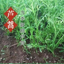 江苏泗阳芦蒿生种植芦蒿芦蒿生产基地芦蒿篱蒿新鲜水嫩