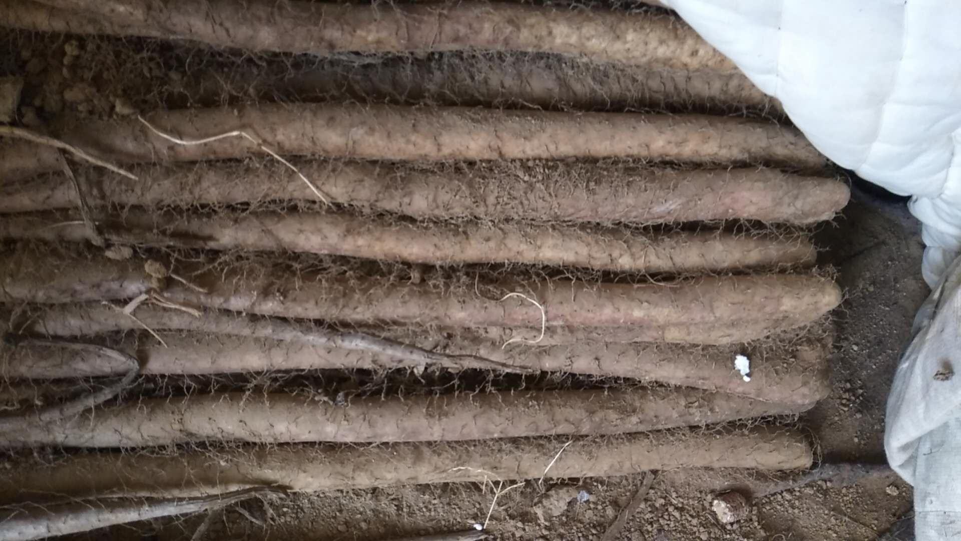 新疆白玉山药新鲜采挖现场