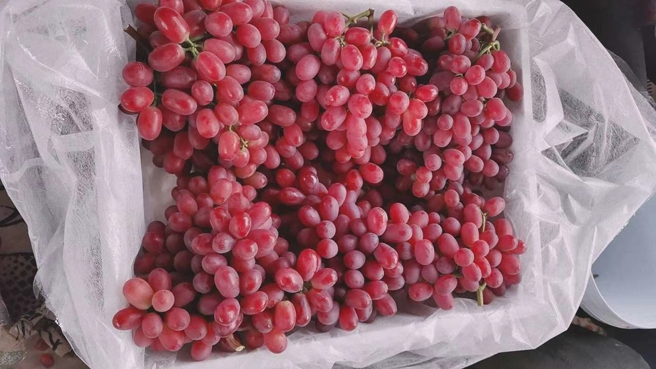 克伦生葡萄果粒饱满、颜色鲜红