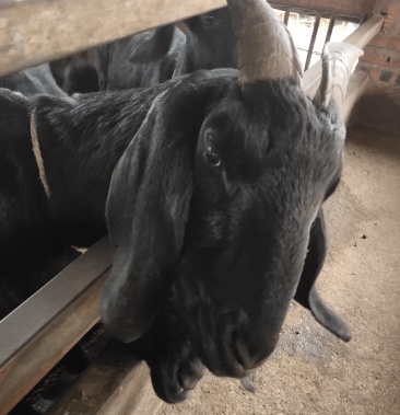 出售黑山羊种羊育肥羊