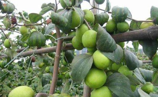 一位农民在阳光下的青枣果园中采摘成熟的青枣,树上挂满翠绿果实,篮子里堆满了刚摘下的新鲜青枣,背景为绿色山丘,体现生态种植环境 果园采摘场景