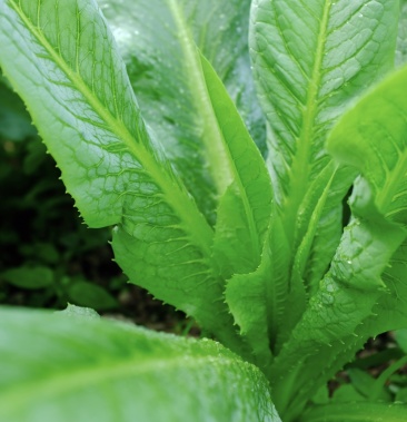 八甲唛甜麦菜广东省阳春特产八甲唛