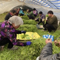 江桥芦蒿基地芦蒿青蒿蔬菜