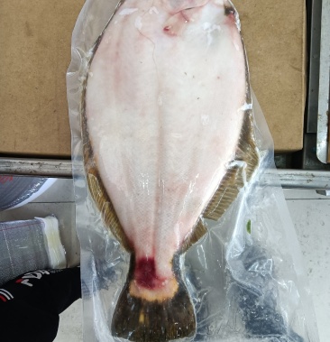 辽宁东港鸦片鱼俗称偏口鲜活冷冻
