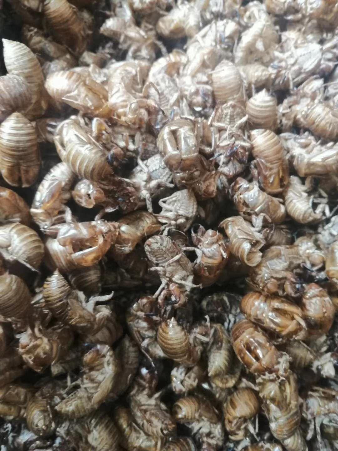 [蝉蜕批发]产地直销蝉蜕:地龙:蜂房鳖甲价格130.00元/斤 - 一亩田