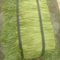 产地直发货欢迎广大老板来