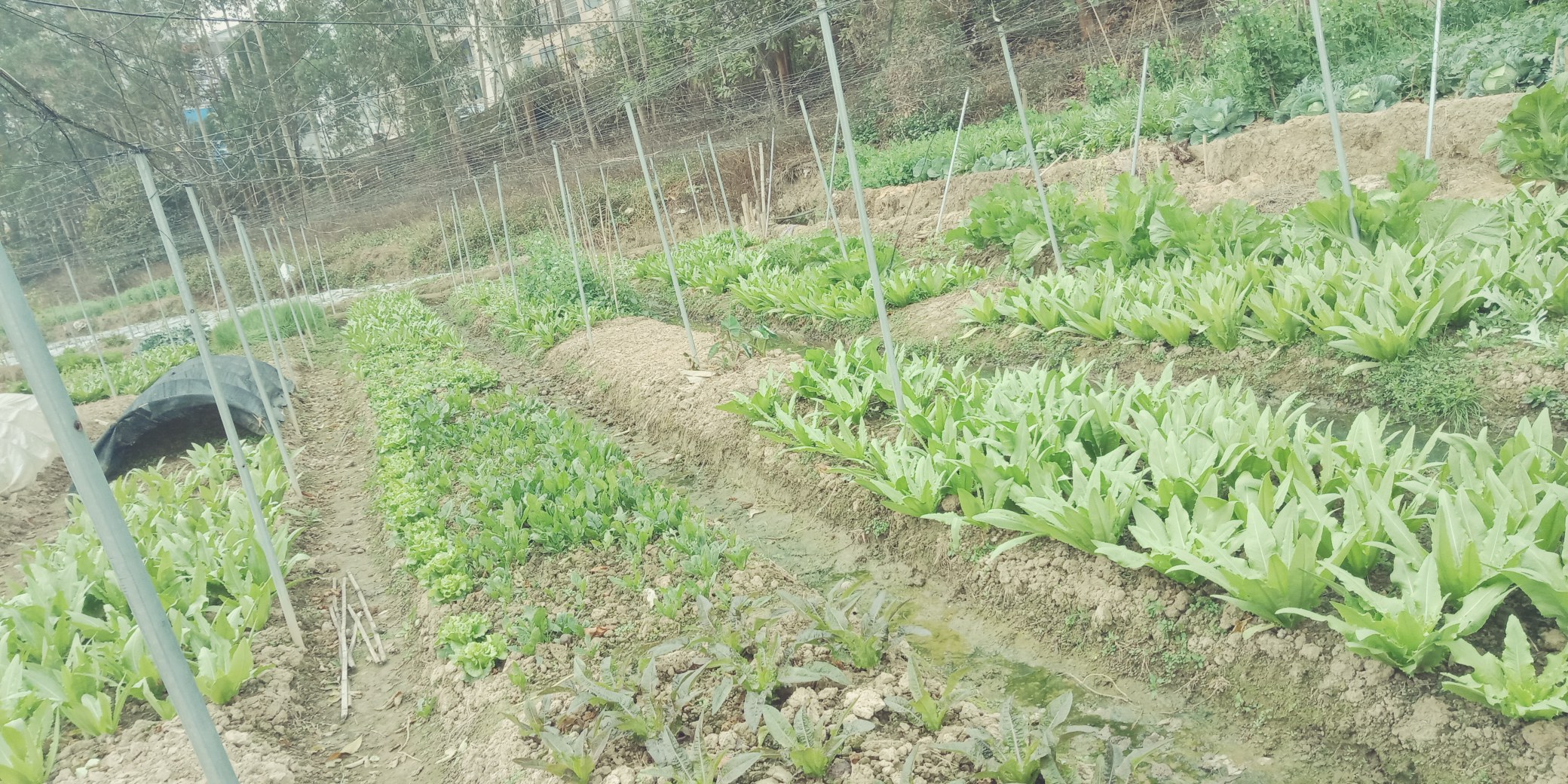 春日田间采摘油麦菜实景