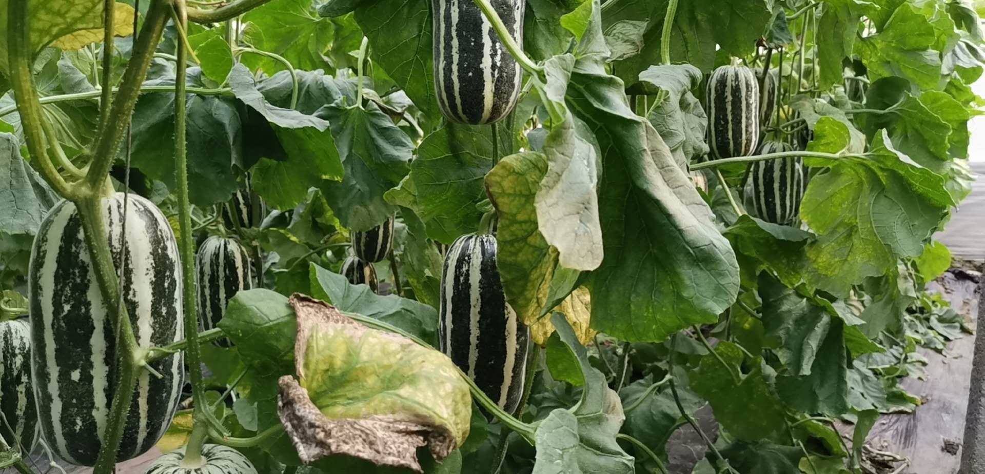 华北露天种植基地中,成片挂果的羊角蜜甜瓜藤蔓,藤上垂挂数十个已转为浅黄绿色、表皮微现网纹、顶端略带橙晕的成熟果实;阳光照射下果皮泛柔光,部分果实底部接触地面处呈淡金黄色,体现典型生理成熟特征 羊角蜜甜瓜成熟果园实景