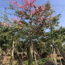 美丽木棉绿化苗木假植苗地苗