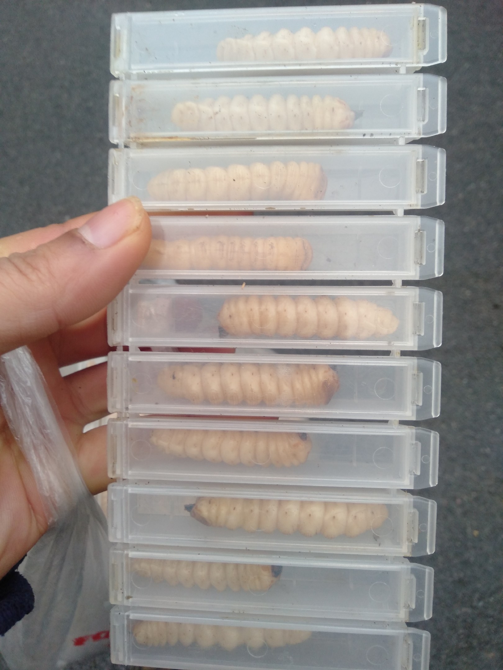 [斗米虫批发]斗米虫专用盒子,防咬伤,耐运输价格2.00元/个 - 一亩田