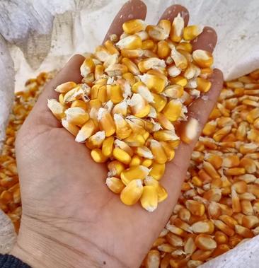 [玉米批发]云南曲靖罗平阿岗干玉米粒价格325元/公斤 