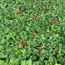 报春花-颜色全，可视频图片看货，种植基地批发