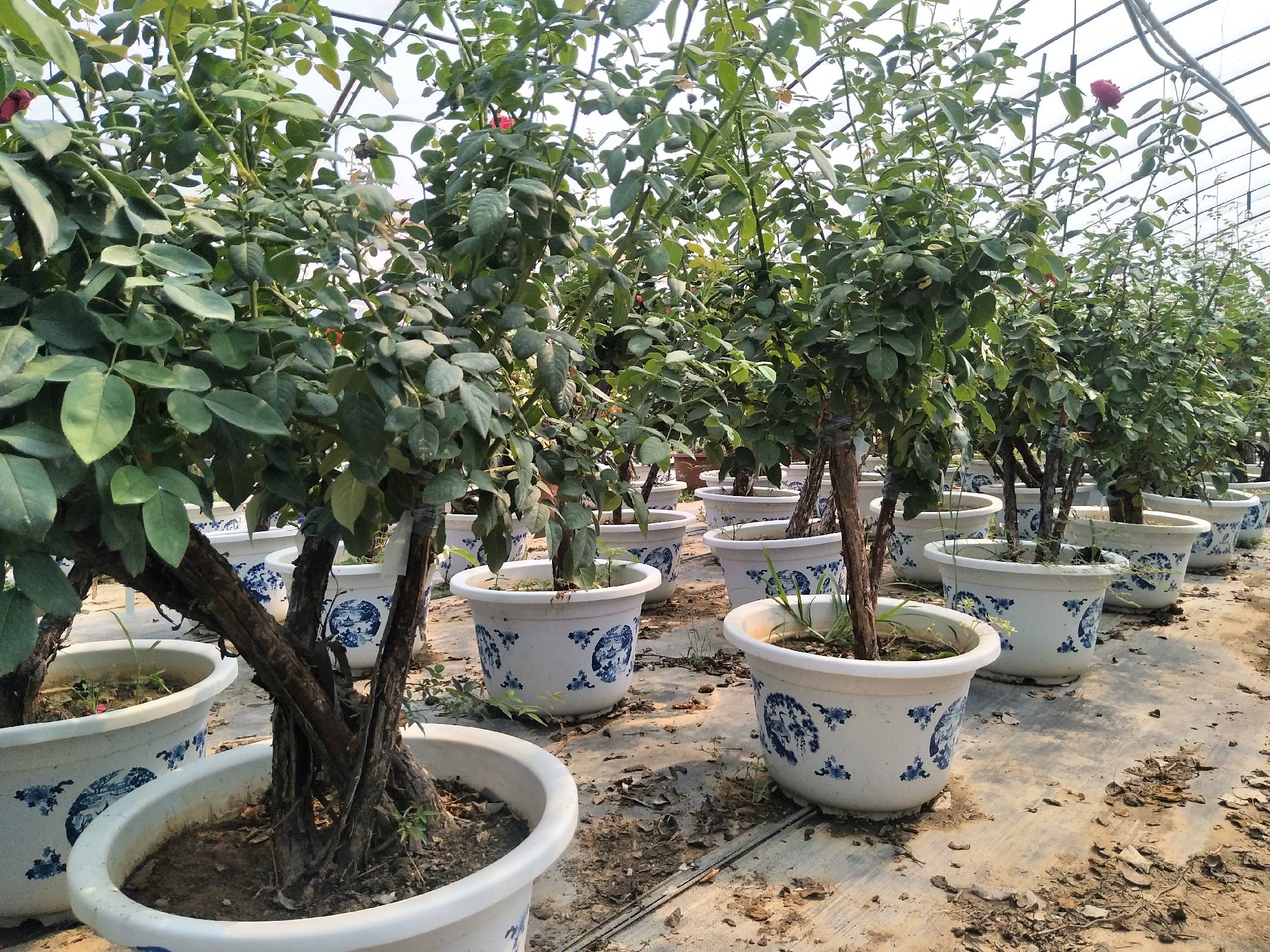 [造型树批发]古桩月季:苗圃直供不同规格,品种造型月季价格1300.