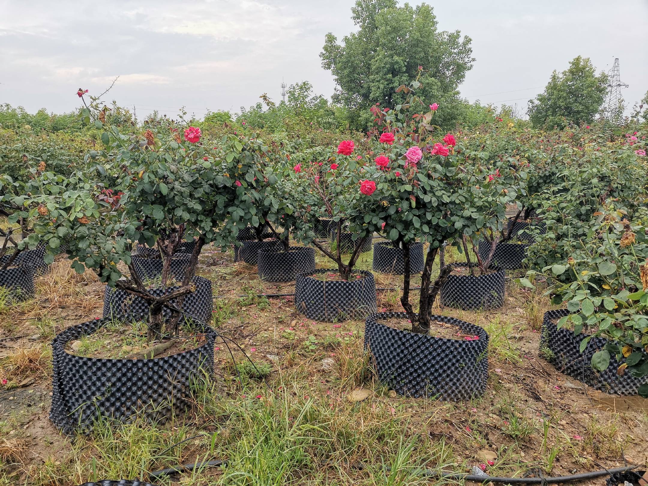 [造型树批发]古桩月季:苗圃直供不同规格,品种造型月季价格1300.