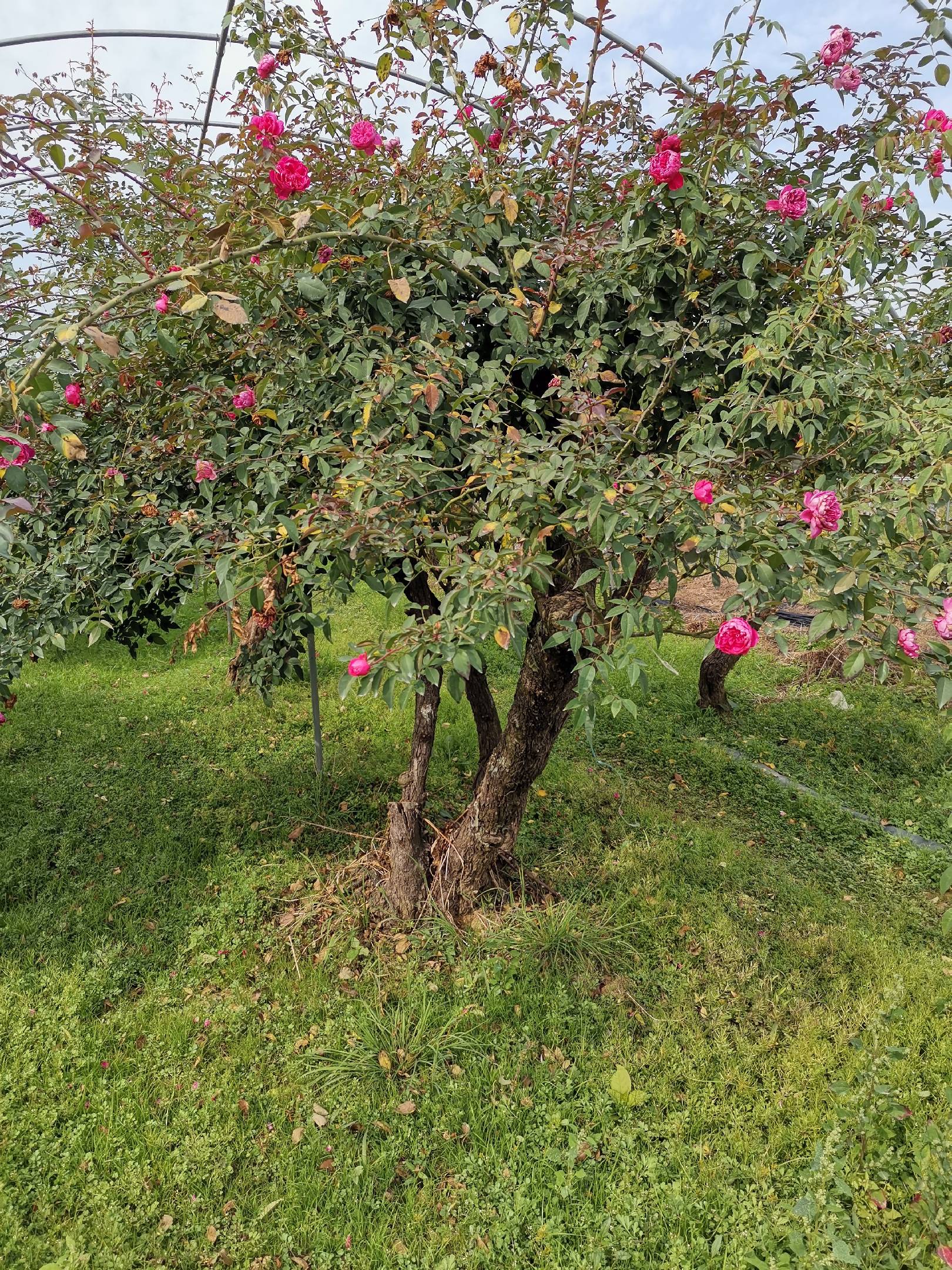 [造型樹批發]古樁月季:苗圃直供不同規格,品種造型月季價格1300.