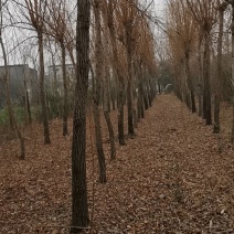 出售黄金垂柳二百棵（河南驻马店）