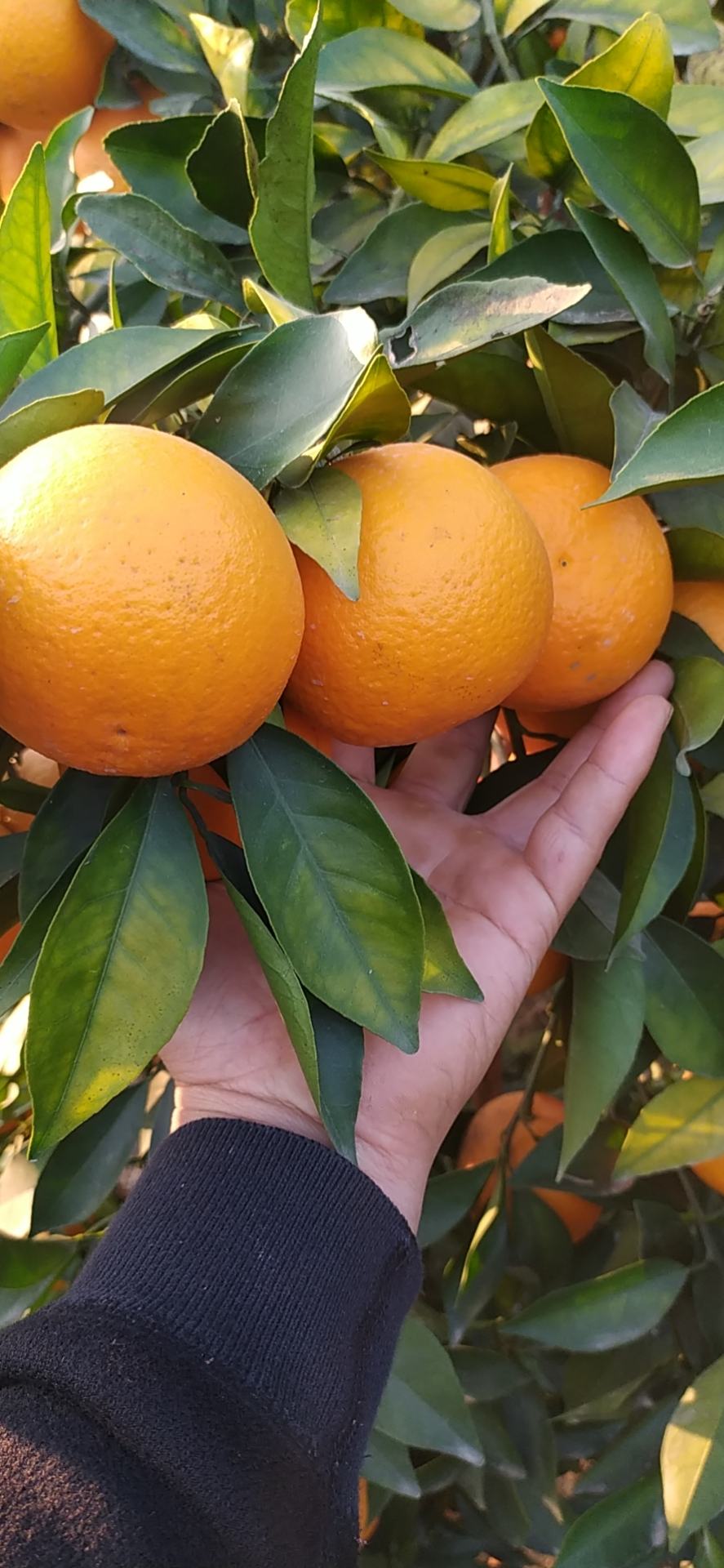 [红橙批发]红江橙1.0元广西省内包邮价格0.70元/斤 - 一亩田