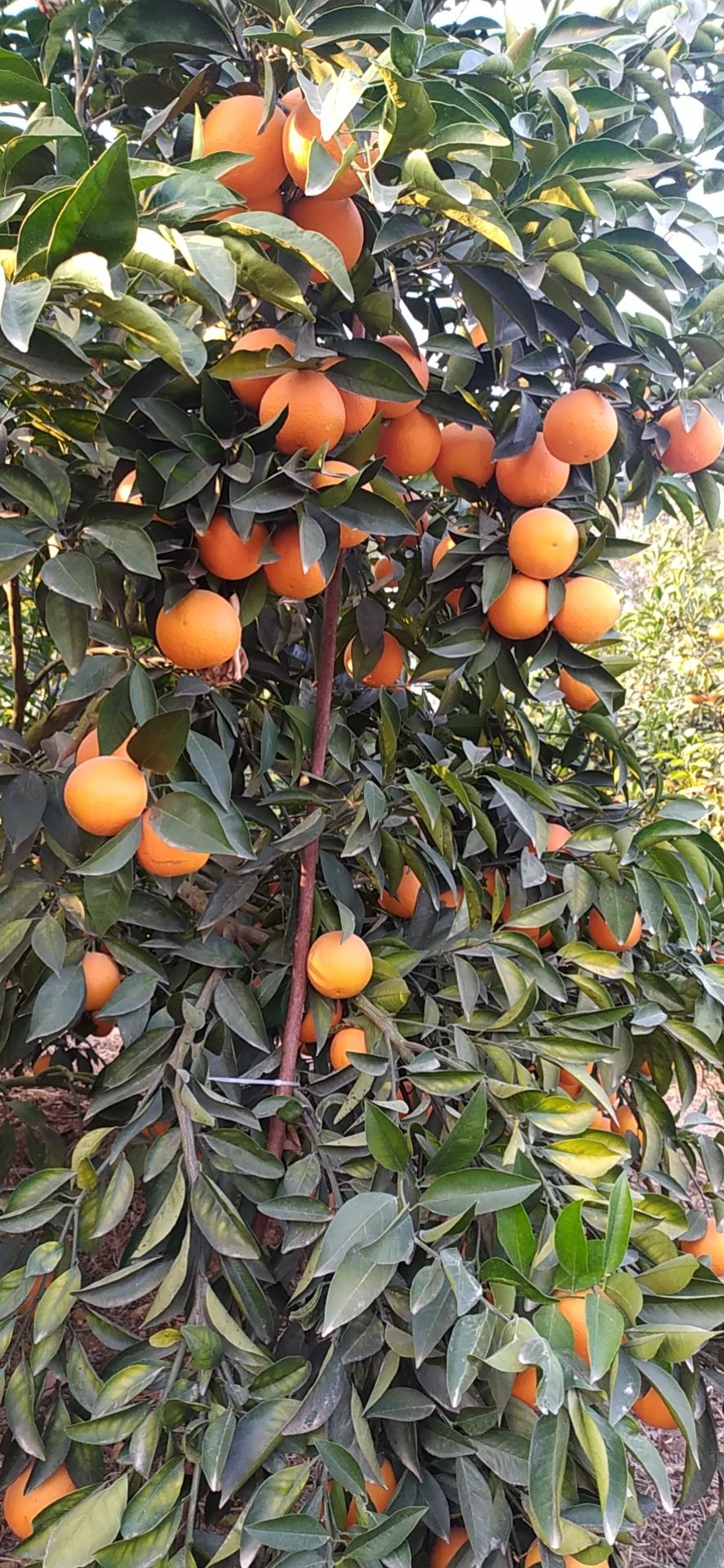 [红橙批发]红江橙1.0元广西省内包邮价格0.70元/斤 - 一亩田