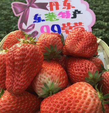 【精选大果】丹东东港99草莓3斤红颜九九新鲜大草莓水果