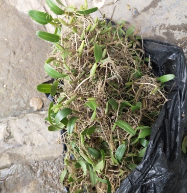 石橄榄子上叶石仙桃产地湖南