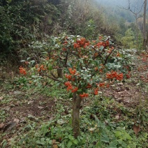 盆景素材下山桩火棘盆景