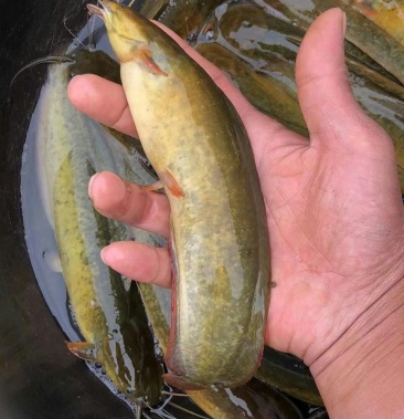 池塘塘角鱼(无泥醒味)