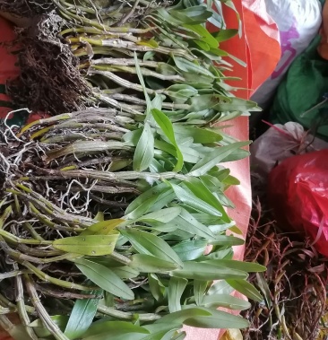 石斛鲜货批发价需要的联系我