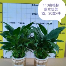 白掌盆栽绿植一帆风顺盆景植物室内桌面花卉基地白掌直发