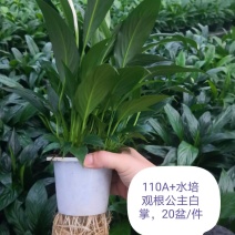 白掌盆栽一帆风顺水培室内花卉好水养的绿植基地直发