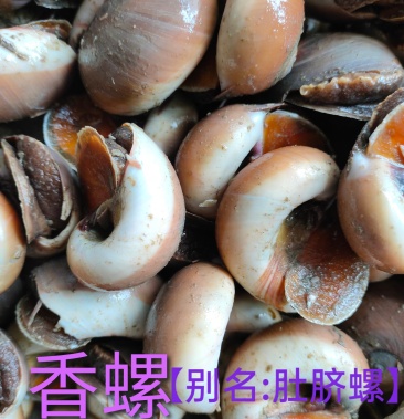香螺玉螺猫眼螺沙螺当潮鲜活贝壳海产品批发支持线上交易