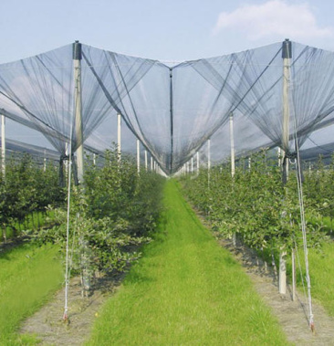 防鸟网果园尼龙网葡萄网樱桃网大棚保护网稻谷鱼塘防护网农业