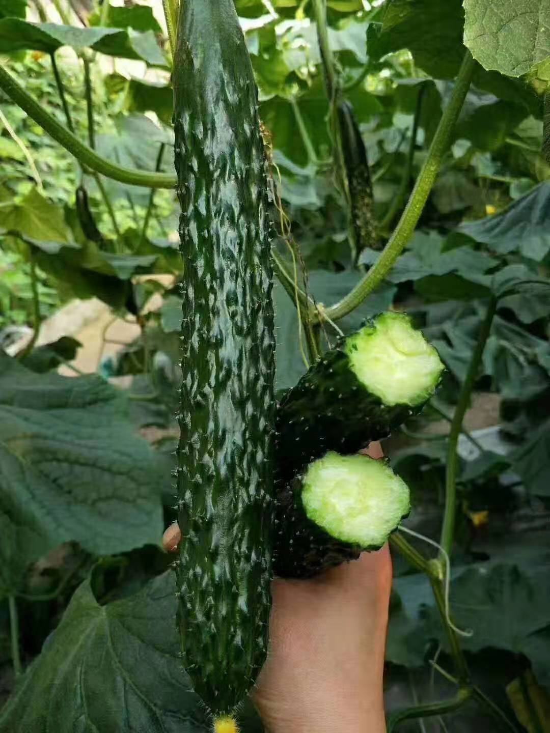 [黄瓜批发]产地直发 黑条 油亮密刺黄瓜 顶花带刺,绿瓤 密刺短把价格