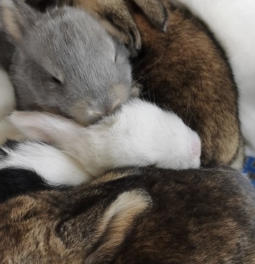 比利时肉兔种兔小兔杂交兔新西兰种兔