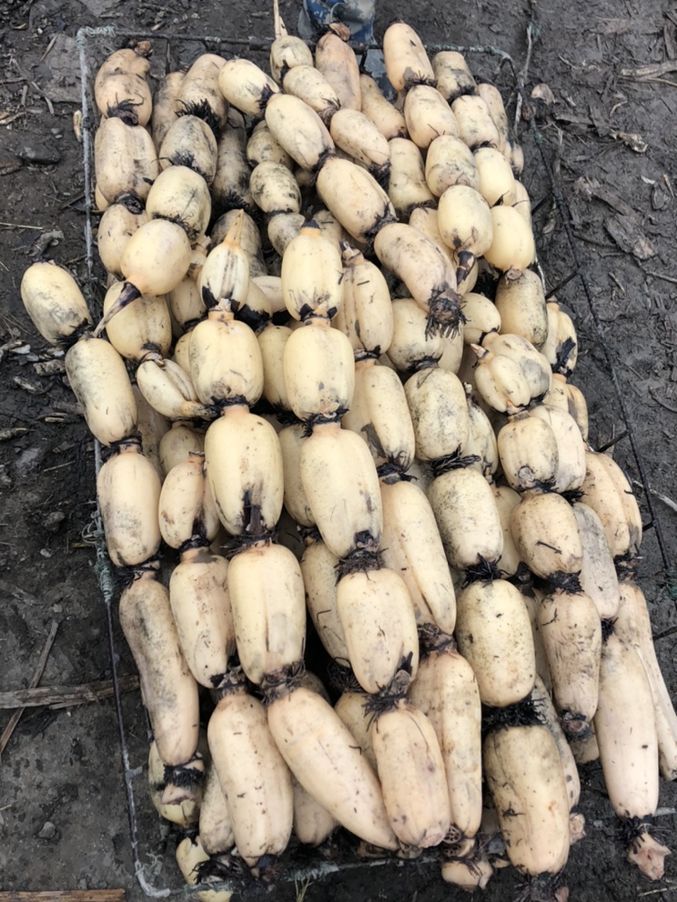 [莲藕批发]送藕头藕吧白莲藕6号新35,老农民新型农业,只出精品,价格0.