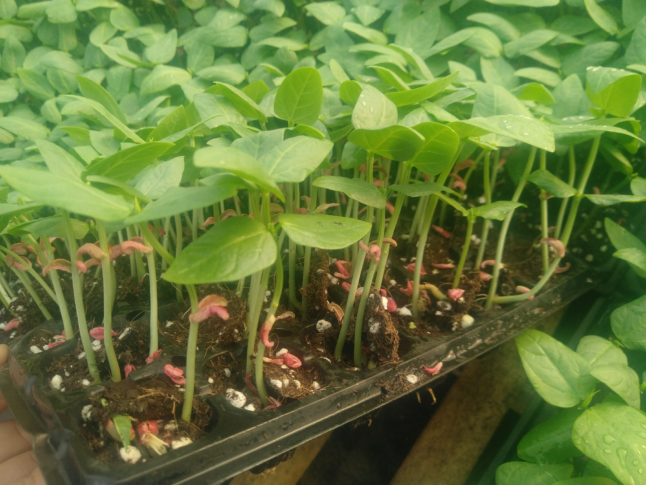 芸豆苗生长图
