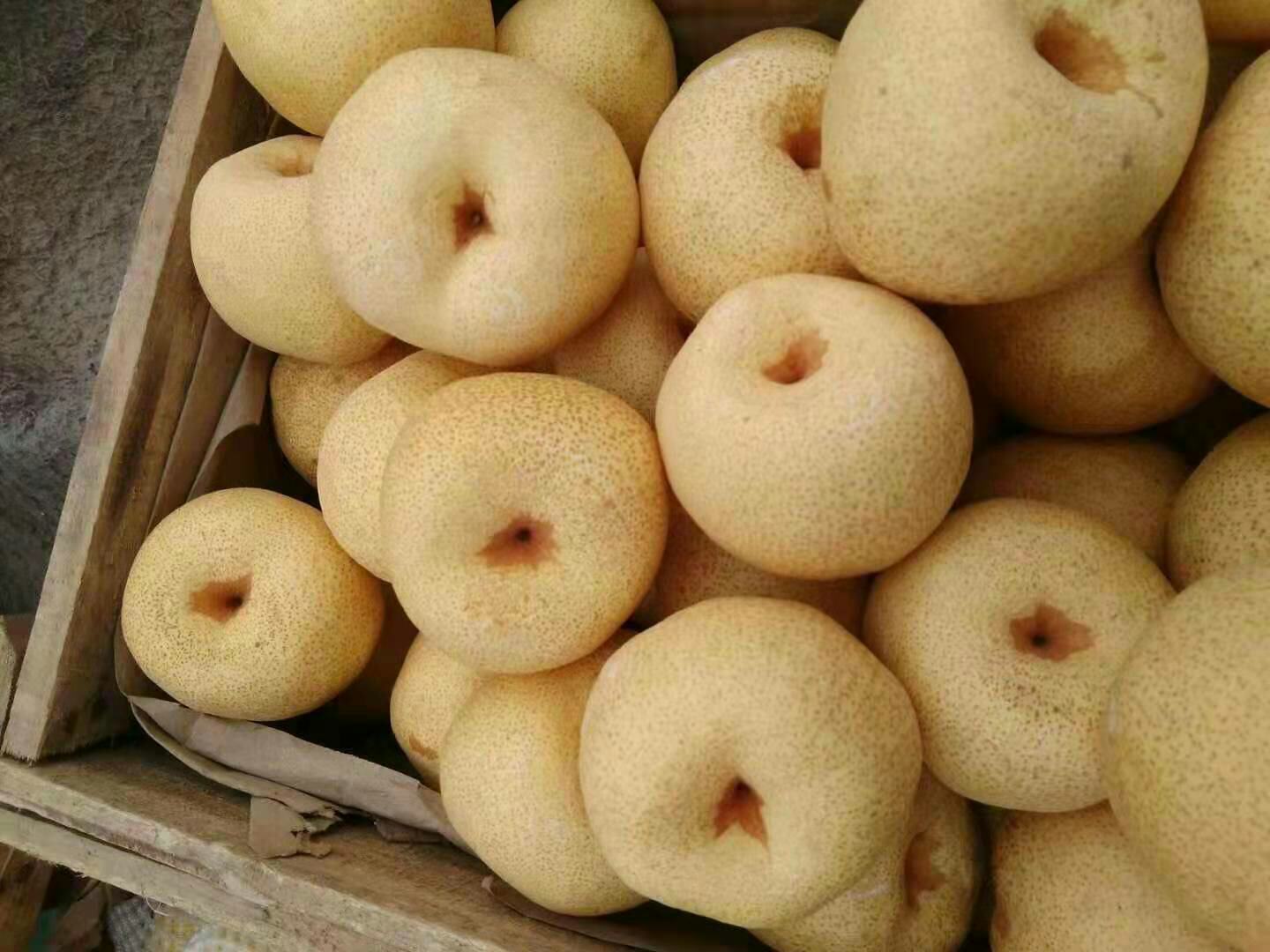 苏梨采摘现场