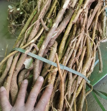 大山野生五指毛桃根全根不带头根粗又长又够老