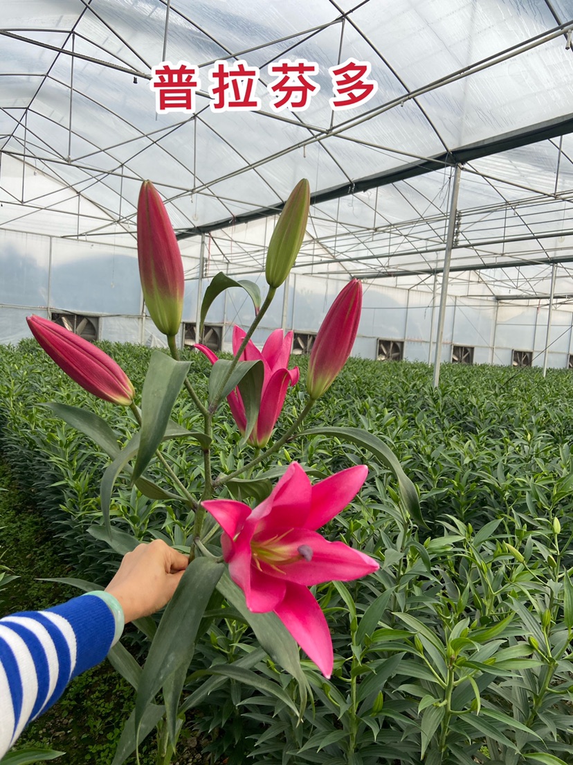 [百合鲜切花批发]普拉芬多4～6头多头香水百合基地直销价格12.