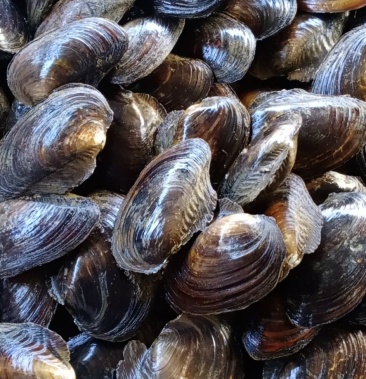 三角蚌圆蚌长年供应可发物流