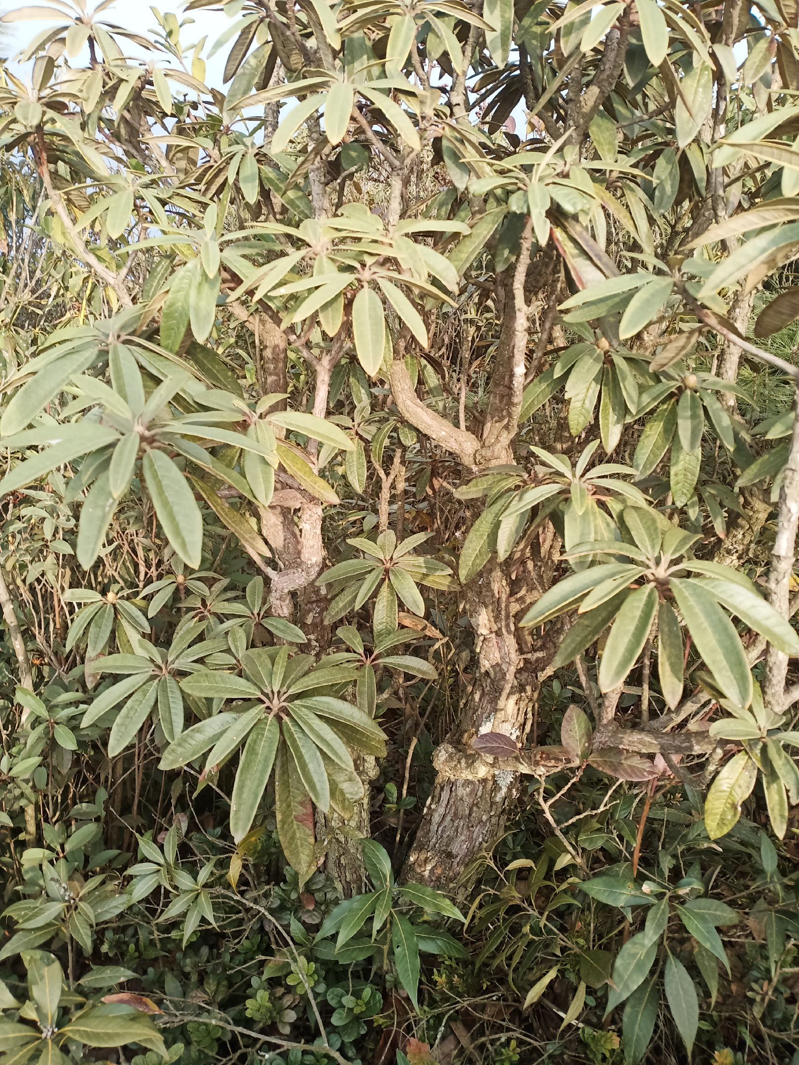 詳細規格 : 【聯繫我時,請說是在一畝田上看到的】 雲南特有盆景馬