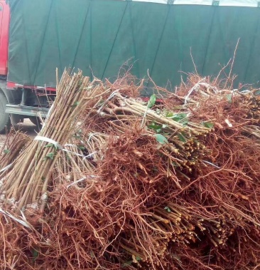 五月脆,李子苗.包邮,签合同,包成活