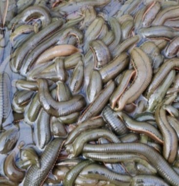 [水蛭批发]菲牛蛭母种高密度养殖价格235.00元/斤 - 一亩田