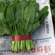 产地供应大量优质大叶菠菜